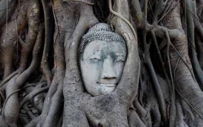 la cabeza de Buda en el árbol