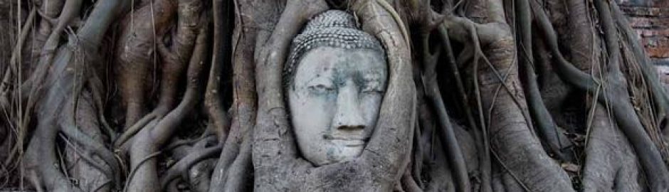 la cabeza de Buda en el árbol