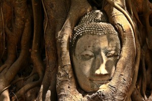 Cabeza De Buda Ayutthaya