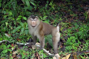 Khao yai mono