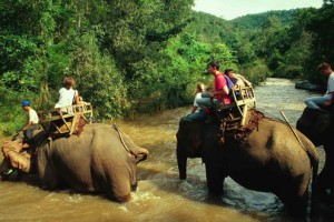 paseos en elefante en balsa