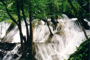 cascada en el bosque