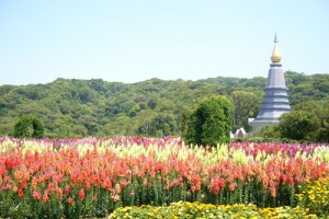 Doi Inthanon