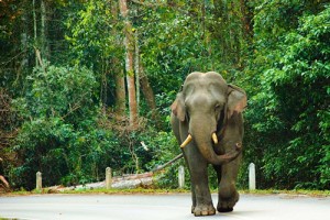 Khao yai elefante