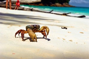 Koh Tachai