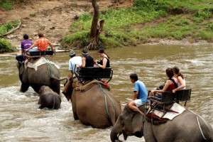 Paseos en agua con los elefantes