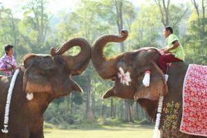 Trekking Tour Elefante